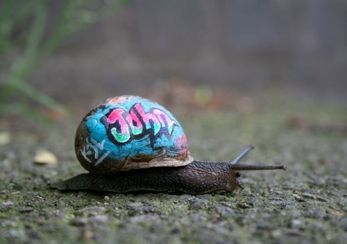 snail1.jpg