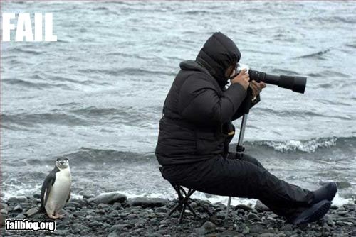 fail-owned-penguin-photographer-fail.jpg